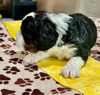 Yellow Boy, a male Cockapoo for sale in Hogansville, GA – 3 of 10