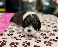 Pink Girl, a female Cockapoo for sale in Hogansville, GA – 7 of 8