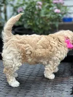 Mochi , a female Goldendoodle for sale in Allentown, PA – 3 of 3