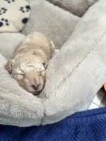 Mochi , a female Goldendoodle for sale in Allentown, PA – 2 of 3
