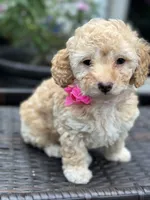 Mochi , a female Goldendoodle for sale in Allentown, PA – 1 of 3