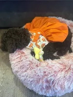 Mini, a female Poodle - Toy  for sale in Jacksonville, FL – 4 of 9