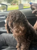 Mini, a female Poodle - Toy  for sale in Jacksonville, FL – 8 of 9