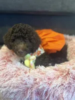 Mini, a female Poodle - Toy  for sale in Jacksonville, FL – 3 of 9