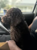 Mini, a female Poodle - Toy  for sale in Jacksonville, FL – 7 of 9