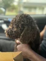Mini, a female Poodle - Toy  for sale in Jacksonville, FL – 6 of 9
