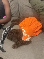 Mini, a female Poodle - Toy  for sale in Jacksonville, FL – 2 of 9