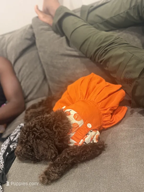 Mini – Poodle - Toy  puppy for sale in Jacksonville, FL