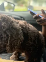 Mini, a female Poodle - Toy  for sale in Jacksonville, FL – 9 of 9