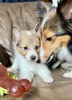 Cola, Sable Merle Blue Eye, a male Shetland Sheepdog for sale in Spanish Fork, UT – Photo 4 of 8