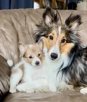 Cola, Sable Merle Blue Eye, a male Shetland Sheepdog for sale in Spanish Fork, UT – Photo 1 of 8