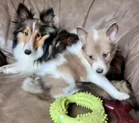 Cola, Sable Merle Blue Eye, a male Shetland Sheepdog for sale in Spanish Fork, UT – Photo 3 of 8