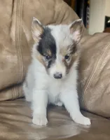 S'more Blue Tri Boy, a male Shetland Sheepdog for sale in Spanish Fork, UT – Photo 4 of 10