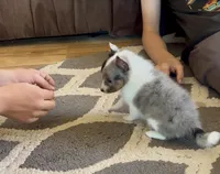 S'more Blue Tri Boy, a male Shetland Sheepdog for sale in Spanish Fork, UT – Photo 6 of 10