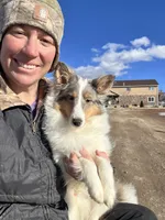 S'more Blue Tri Boy, a male Shetland Sheepdog for sale in Spanish Fork, UT – Photo 9 of 10