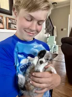 S'more Blue Tri Boy, a male Shetland Sheepdog for sale in Spanish Fork, UT – Photo 3 of 10