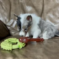 S'more Blue Tri Boy, a male Shetland Sheepdog for sale in Spanish Fork, UT – Photo 5 of 10