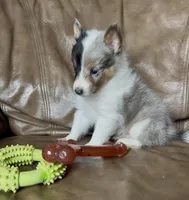 S'more Blue Tri Boy, a male Shetland Sheepdog for sale in Spanish Fork, UT – Photo 1 of 10