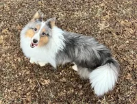 S'more Blue Tri Boy, a male Shetland Sheepdog for sale in Spanish Fork, UT – Photo 8 of 10
