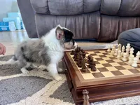 S'more Blue Tri Boy, a male Shetland Sheepdog for sale in Spanish Fork, UT – Photo 7 of 10