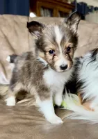 Lemonade, Small Sable Male, a male Shetland Sheepdog for sale in Spanish Fork, UT – Photo 4 of 10