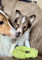 Lemonade, Small Sable Male, a male Shetland Sheepdog for sale in Spanish Fork, UT – Photo 3 of 10