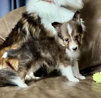 Lemonade, Small Sable Male, a male Shetland Sheepdog for sale in Spanish Fork, UT – Photo 1 of 10