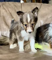 Lemonade, Small Sable Male, a male Shetland Sheepdog for sale in Spanish Fork, UT – Photo 7 of 10