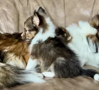 Lemonade, Small Sable Male, a male Shetland Sheepdog for sale in Spanish Fork, UT – Photo 2 of 10