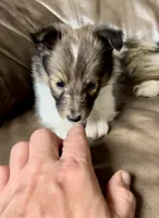 Popsicle, Small Sable Girl, a female Shetland Sheepdog for sale in Spanish Fork, UT – Photo 2 of 10