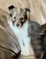 Popsicle, Small Sable Girl, a female Shetland Sheepdog for sale in Spanish Fork, UT – Photo 5 of 10