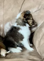 Popsicle, Small Sable Girl, a female Shetland Sheepdog for sale in Spanish Fork, UT – Photo 3 of 10