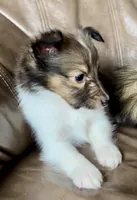 Popsicle, Small Sable Girl, a female Shetland Sheepdog for sale in Spanish Fork, UT – Photo 7 of 10