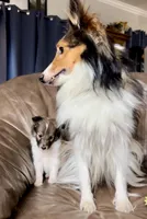 Popsicle, Small Sable Girl, a female Shetland Sheepdog for sale in Spanish Fork, UT – Photo 4 of 10