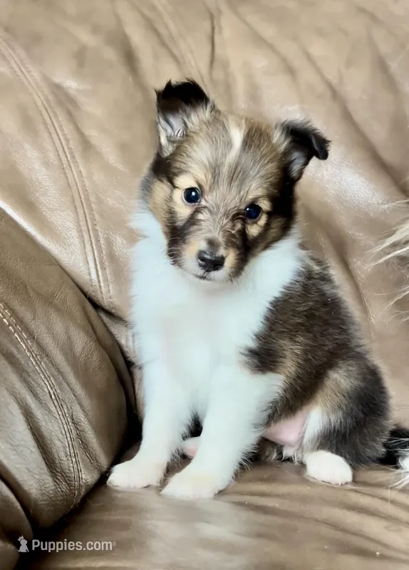 Popsicle, Small Sable Girl, a female Shetland Sheepdog for sale in Spanish Fork, UT – Photo 1 of 10