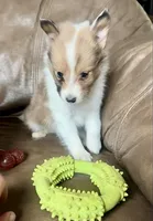 Marshmallow, Small Sable Merle, a male Shetland Sheepdog for sale in Spanish Fork, UT – Photo 3 of 8