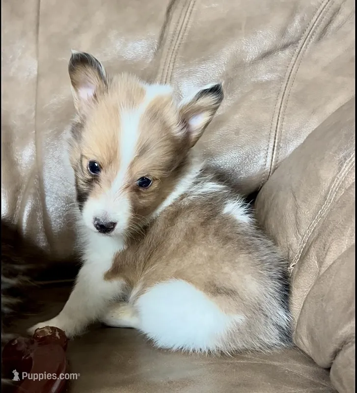 Marshmallow, Small Sable Merle