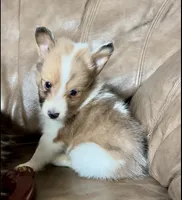 Marshmallow, Small Sable Merle, a male Shetland Sheepdog for sale in Spanish Fork, UT – Photo 1 of 8