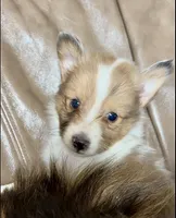 Marshmallow, Small Sable Merle, a male Shetland Sheepdog for sale in Spanish Fork, UT – Photo 4 of 8