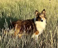Marshmallow, Small Sable Merle, a male Shetland Sheepdog for sale in Spanish Fork, UT – Photo 7 of 8