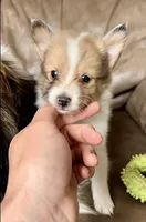 Marshmallow, Small Sable Merle, a male Shetland Sheepdog for sale in Spanish Fork, UT – Photo 2 of 8