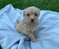 Pearlie dark Cream male, a male Maltipoo for sale in Ephrata, WA – Photo 2 of 4