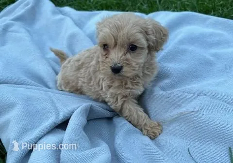 Pearlie dark Cream male