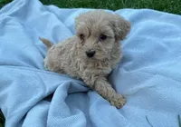 Pearlie dark Cream male, a male Maltipoo for sale in Ephrata, WA – Photo 1 of 4