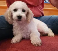 Pearlie dark Cream male, a male Maltipoo for sale in Ephrata, WA – Photo 3 of 4