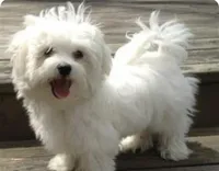 Pearlie apricot female, a female Maltipoo for sale in Ephrata, WA – Photo 4 of 4