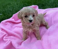 Pearlie apricot female, a female Maltipoo for sale in Ephrata, WA – Photo 2 of 4