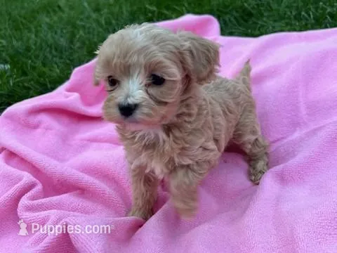 Pearlie apricot female