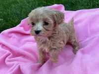 Pearlie apricot female, a female Maltipoo for sale in Ephrata, WA – Photo 1 of 4