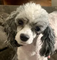 Bitsy Black Male, a male Maltipoo for sale in Ephrata, WA – Photo 3 of 4